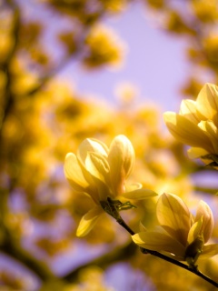 Желтые цветы распустились обои