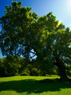 Большое зеленое дерево на лужайке обои