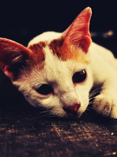 Белый кот на черном полу обои