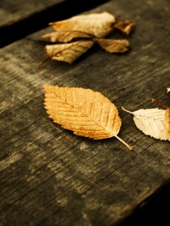 Опавшая листва обои