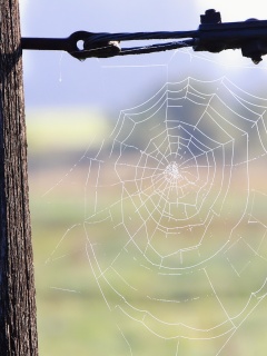 Паутина 51 обои