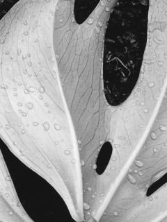 Белый лист обои