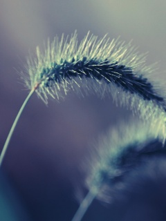 Травинка обои