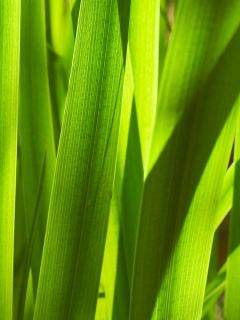 Стебли травы обои