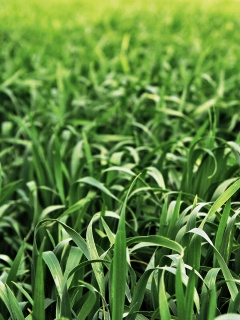 Высокая трава обои