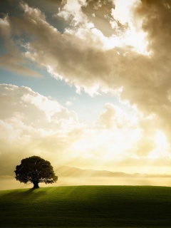 Холм и дерево обои