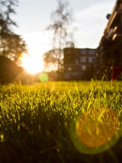 Трава во дворе обои