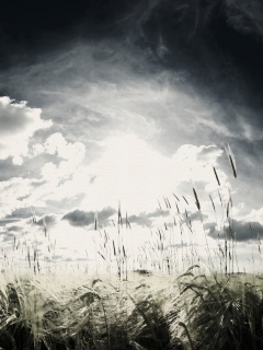 Сюрреалистичная трава обои