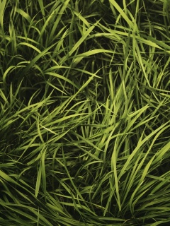 Блеклая трава обои