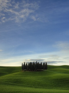 Обособленная рощица обои