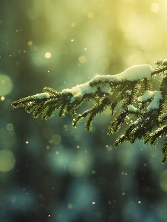 Еловая лапа обои