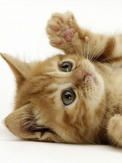 Котёнок обои