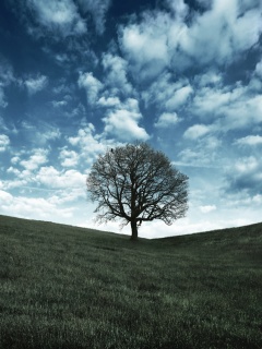 Холм одинокого дуба обои
