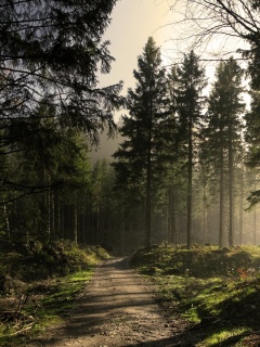 Лесная дорога обои