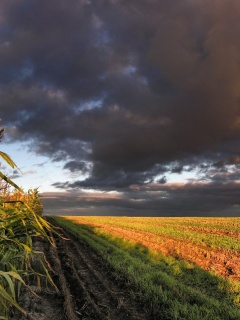 Кукурузное поле обои