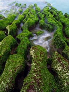 Заросший берег обои