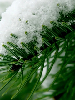 Хвойная ветка вся в снегу обои