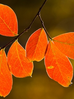 Ветка с оранжевыми листьями обои