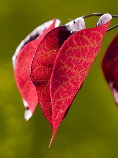 Ветка красных листьев обои