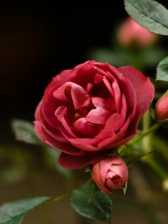 Шиповник обои