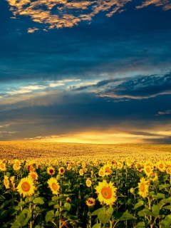 Целое поле подсолнухов обои
