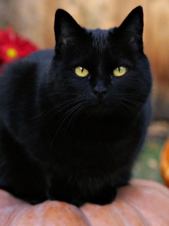 Чёрный кот на тыкве обои