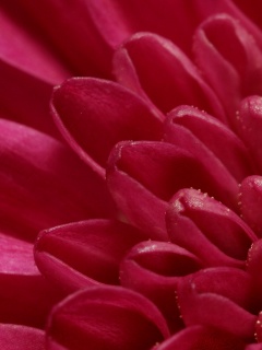 Лепестки хризантемы обои