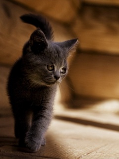 Маленький дымчатый котенок обои