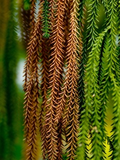 Зеленые колючки обои