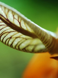 Сетчатый лист обои