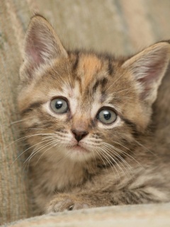 Милый маленький котенок обои