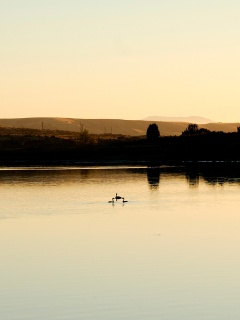 Утиное озеро обои