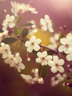 Ветка сакуры обои