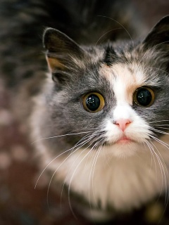 Удивленный котэ обои