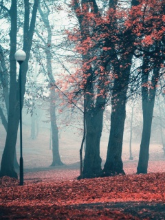 Парк красных листьев обои