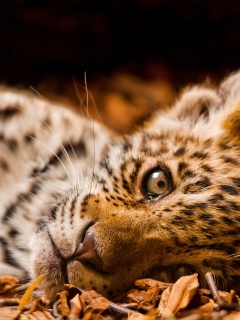 Гепард котенок обои