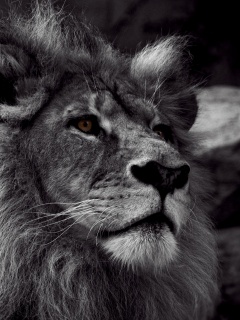 Гордый черно-белый лев обои