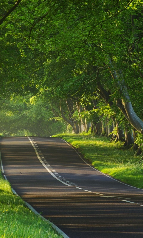 Трасса в тени деревьев обои