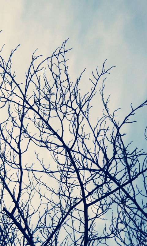 Ветвистое дерево обои
