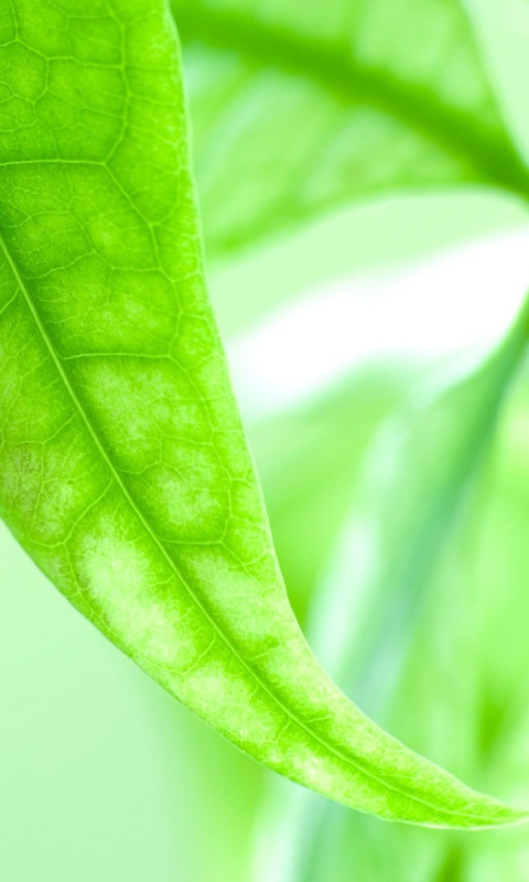 Зеленый листок обои