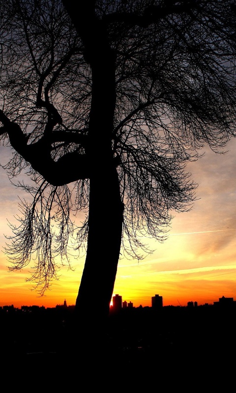 Одинокое дерево обои