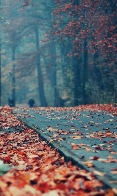 Осенняя дорога обои