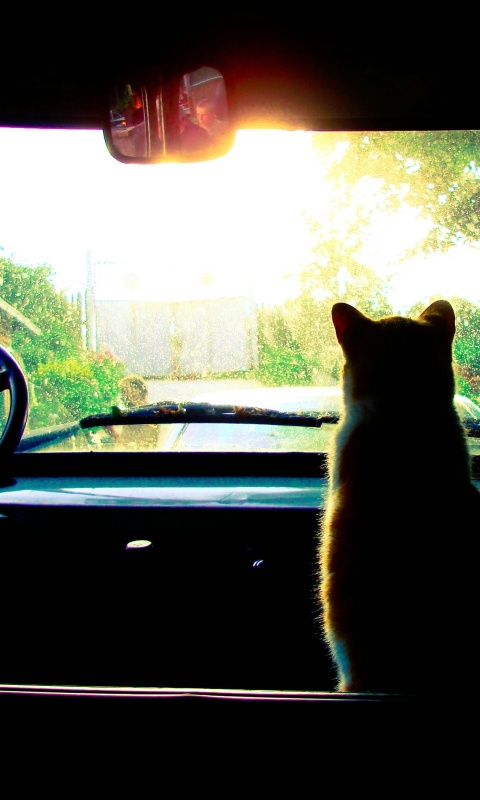 Кот навигатор обои