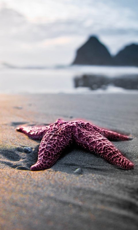 Морская звезда обои