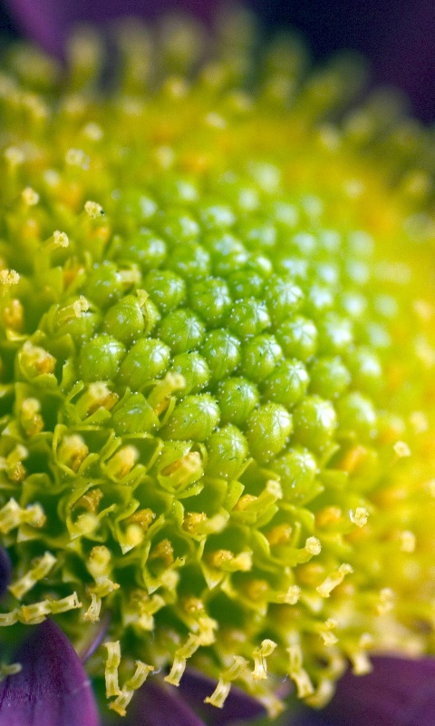 Цветок обои