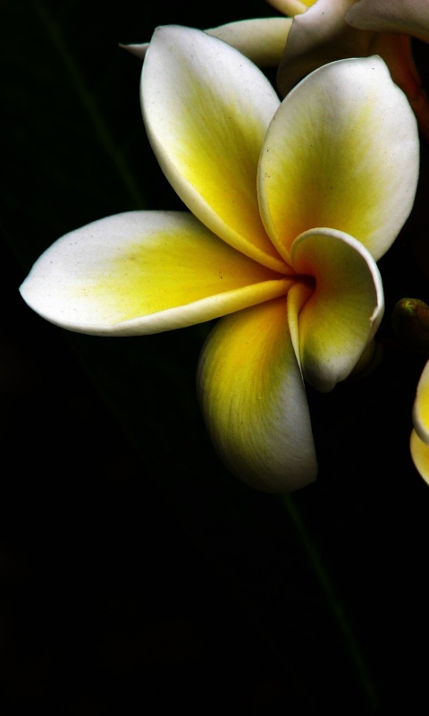 Цветки обои