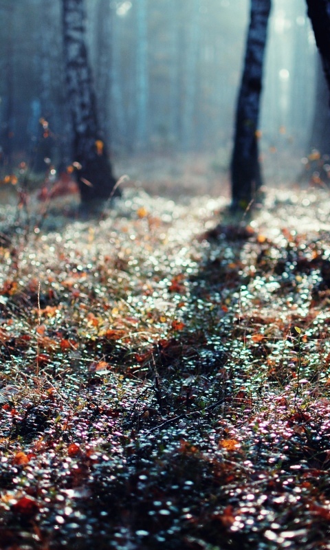 Лесная земля обои