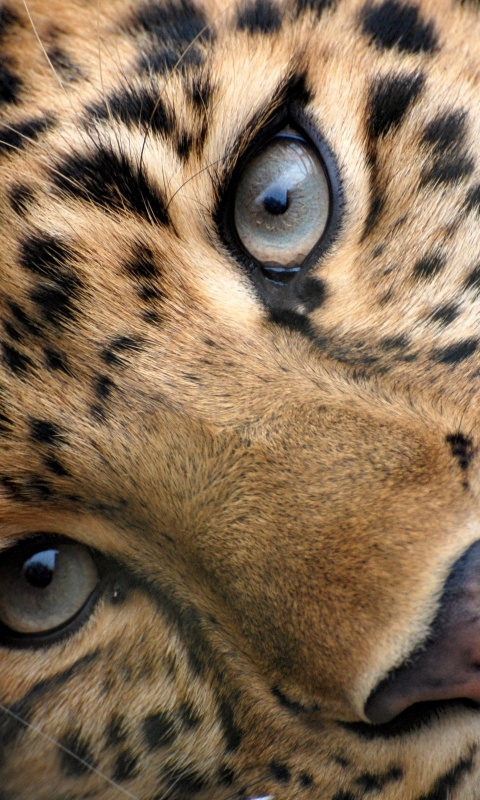 Леопард обои