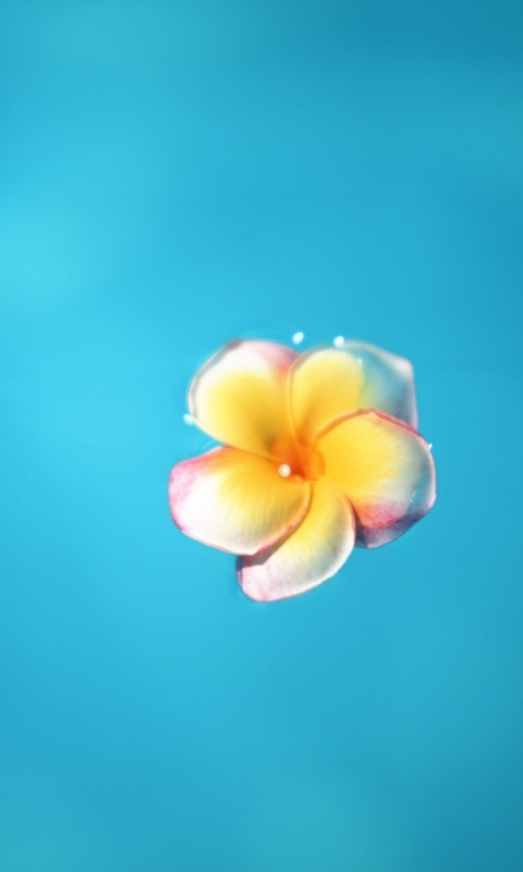 Цветок обои