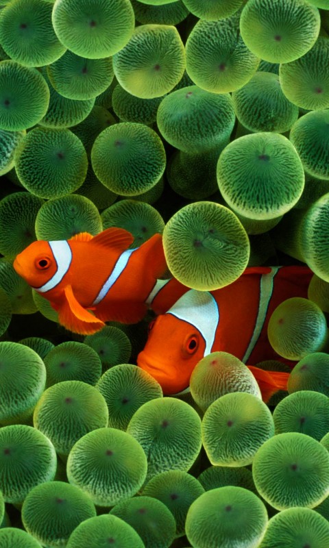 Рыбка клоун стандартные обои iPhone обои